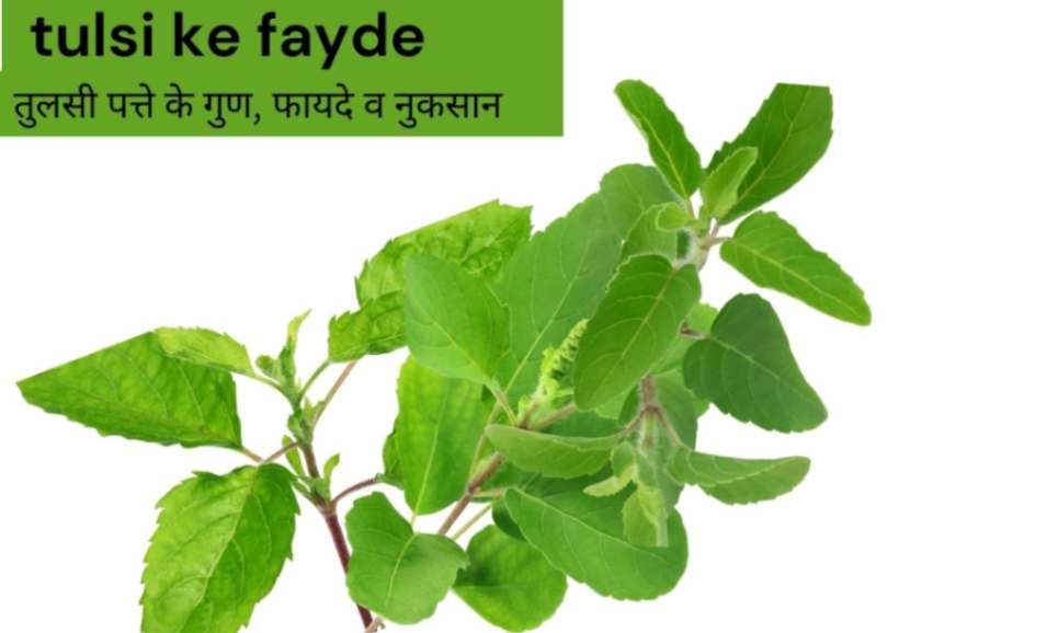 tulsi ke fayde